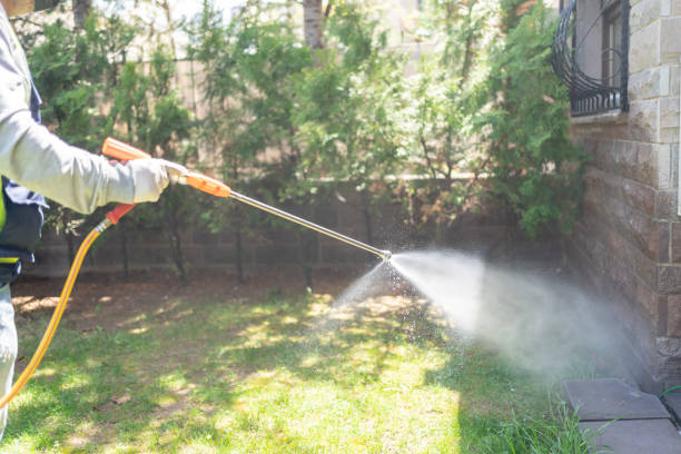 Best Wasp Removal Services  in Yermo, CA