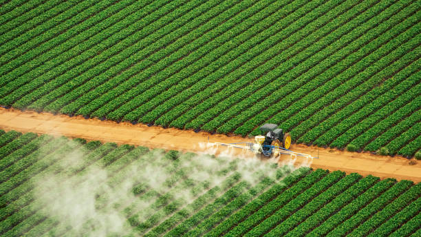 Best Pest Removal Services  in Yermo, CA