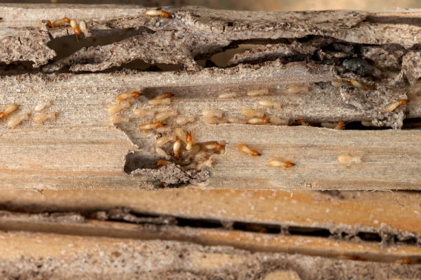 Best Wildlife Control Services  in Yermo, CA